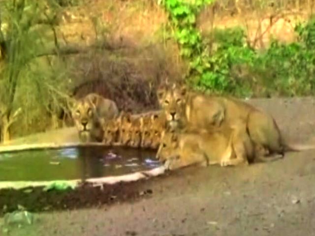 गुजरात के गीर के जंगलों में नौ शेर एक साथ पी रहे पानी, देखें