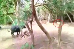 जब एक भैंस से डरकर दुम दबाकर भाग खड़ी हुई शेरनी जब एक भैंस से डरकर दुम दबाकर भाग खड़ी हुई शेरनी