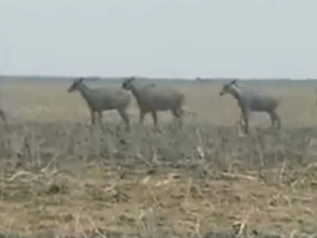 बिहार में 200 नीलगायों को मारने के मामले पर मेनका-जावड़ेकर आमने-सामने