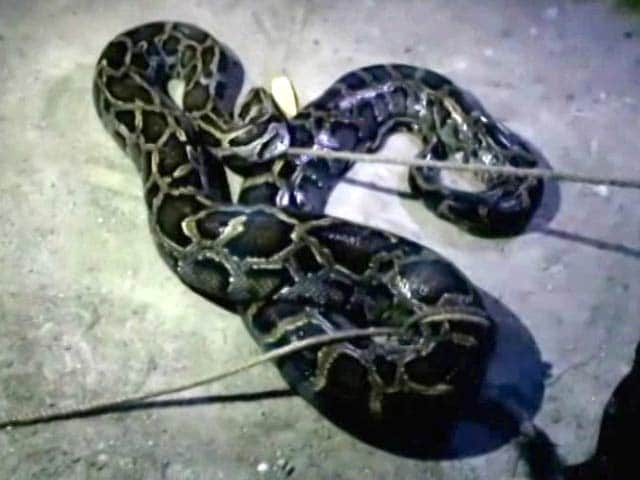 Video : 20-Foot Python 'Rescued' After Trying To Swallow A Goat In West Bengal