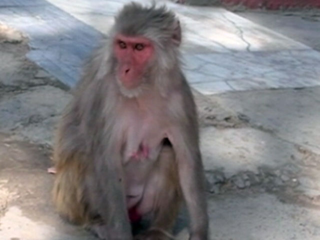 Videos : बंदरों के आतंक से परेशान शिमला के लोग