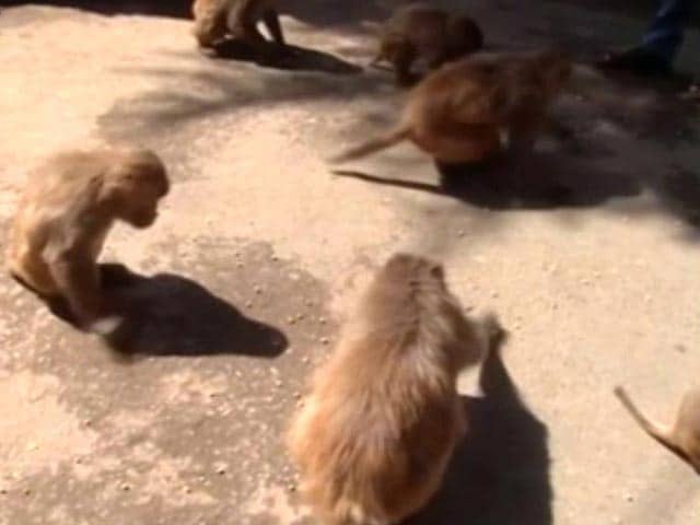 Video : Monkeys Declared 'Vermin' In Himachal To Allow Culling