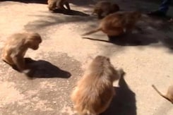 Monkeys Declared 'Vermin' In Himachal To Allow Culling Monkeys Declared 'Vermin' In Himachal To Allow Culling