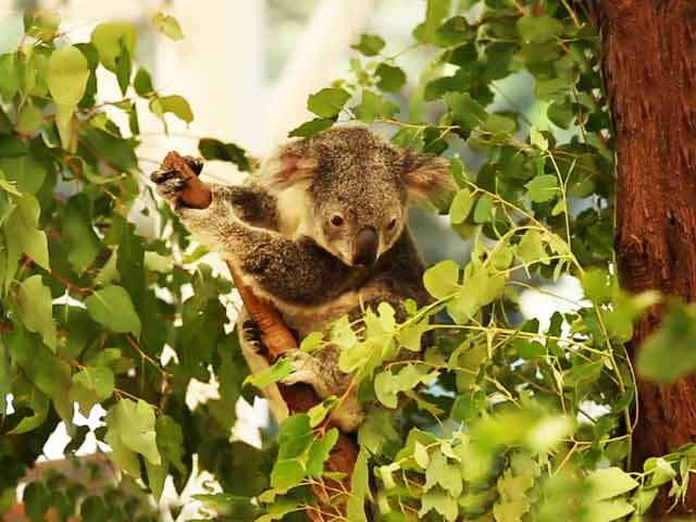 #GLAadventure's Day Out At Lone Pine Koala Sanctuary