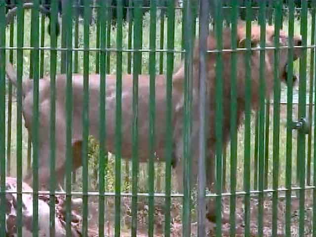 Video : आदमखोर एक, लेकिन कैद में 18 शेर