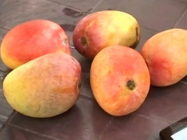 PM Modi Vs Akhilesh Yadav In This UP Town. The Aams, Not The <i>Aadmis</i>