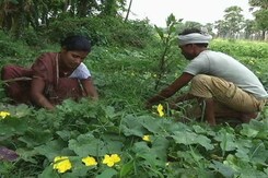 Why More And More Women Take To Farming, But Remain Invisible Why More And More Women Take To Farming, But Remain Invisible
