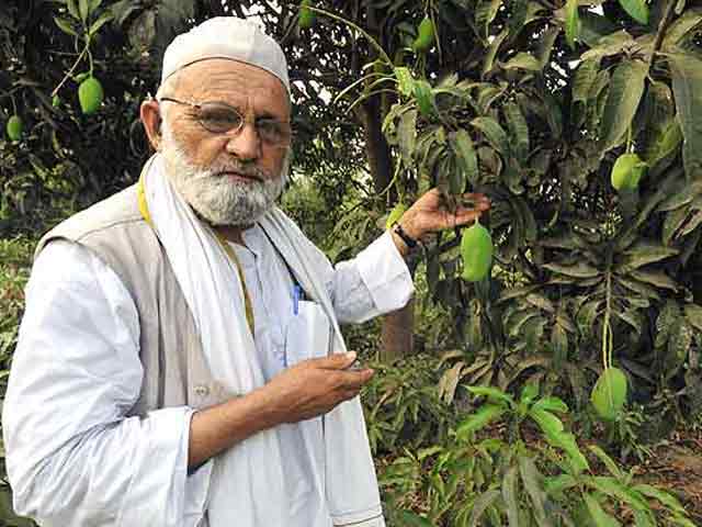 मलीहाबाद में PM मोदी और CM अखिलेश के बीच मुकाबला, लेकिन ये आम हैं, आदमी नहीं...