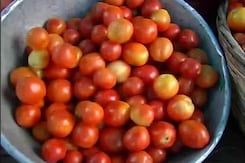 Rs 100-A-Kg Tomatoes Despite Glut. NDTV Investigates Rs 100-A-Kg Tomatoes Despite Glut. NDTV Investigates