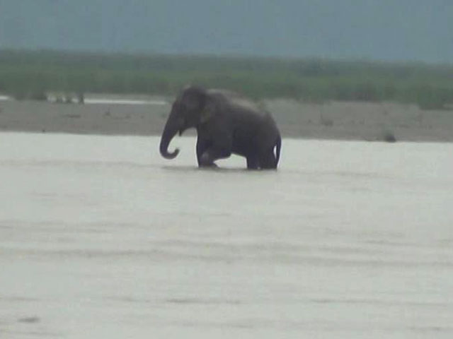 Elephant Stranded In Teesta River Canal at Bengal's Jalpaiguri