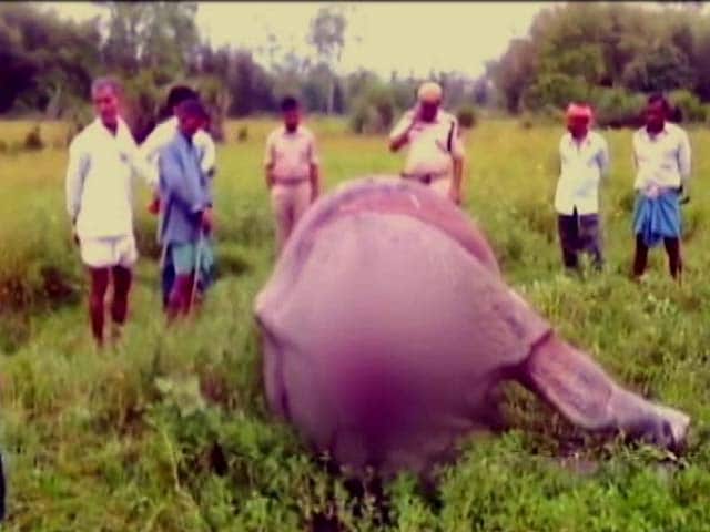 Video : In Assam's Kaziranga, Challenges Mire Efforts To Save One-Horned Rhino