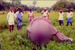 In Assam's Kaziranga, Challenges Mire Efforts To Save One-Horned Rhino In Assam's Kaziranga, Challenges Mire Efforts To Save One-Horned Rhino