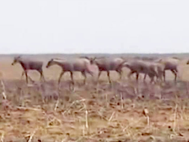 SC ने नीलगाय को मारने पर फिलहाल रोक लगाने से इंकार किया