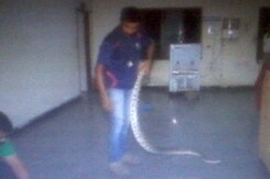 Snake Slithers Into A Police Station In Hyderabad Snake Slithers Into A Police Station In Hyderabad