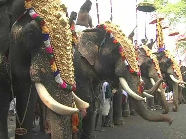 'Gods In Shackles': Elephant Agony Reaches Kerala Assembly