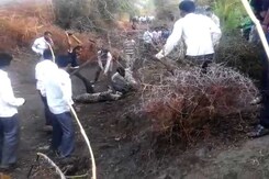 On Camera, Leopard Brutally Beaten To Death By Villagers In Gujarat On Camera, Leopard Brutally Beaten To Death By Villagers In Gujarat