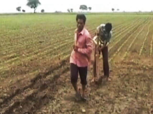 Videos : किराये पर बैल लेने के लिए नहीं हैं पैसे, किसान ने बेटे को खेत में जोता