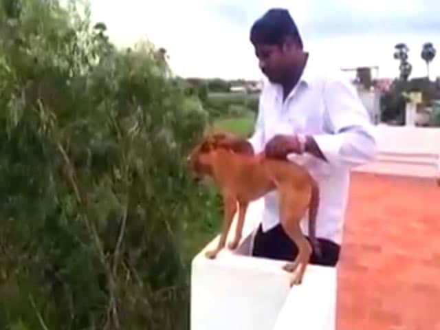Video sex animal in Chennai