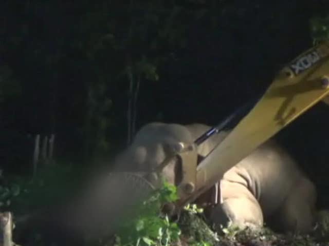 Video : After Search With Drones, Officers Forced To Shoot Dead Elephant