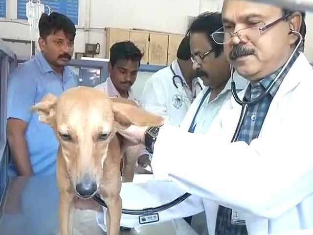 Chennai Dog Safe, Torturers Suspended By Medical College