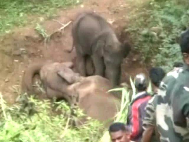 Video : Heart-Breaking Video: Baby Elephant Tries To Wake Up Dead Mom