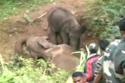 Heart-Breaking Video: Baby Elephant Tries To Wake Up Dead Mom Heart-Breaking Video: Baby Elephant Tries To Wake Up Dead Mom