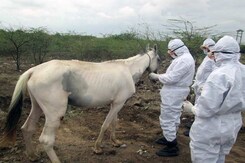 गुजरात में खतरनाक बीमारी से ग्रस्त घोड़ों की मर्सी किलिंग गुजरात में खतरनाक बीमारी से ग्रस्त घोड़ों की मर्सी किलिंग