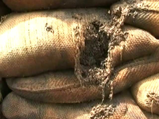 पंजाब में गेहूं की रिकॉर्ड पैदावार के बाद अब रिकॉर्ड स्तर पर सड़ रहा है अनाज