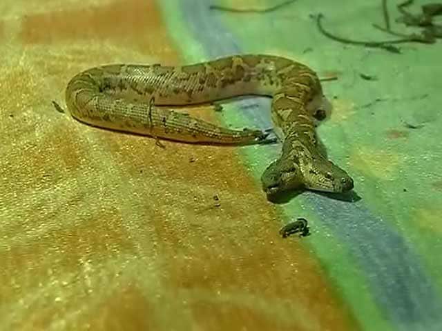 Video : In A Rare Sight, 2-Headed Snake Spotted In Chhattisgarh's Raipur