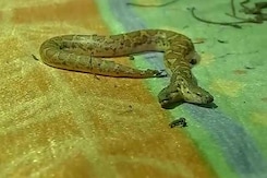 In A Rare Sight, 2-Headed Snake Spotted In Chhattisgarh's Raipur In A Rare Sight, 2-Headed Snake Spotted In Chhattisgarh's Raipur