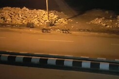 Video Of 8 Lions Roaming Gujarat Town Causes Panic Video Of 8 Lions Roaming Gujarat Town Causes Panic