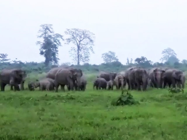 Videos : जब एक साथ आ गए 100 हाथी और सड़क पर निकला शेरों का झुंड