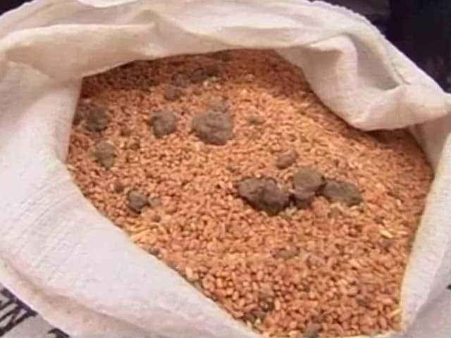 Video : For Flood Victims In Bhopal, Bags Of Wheat Come With Stones, Mud