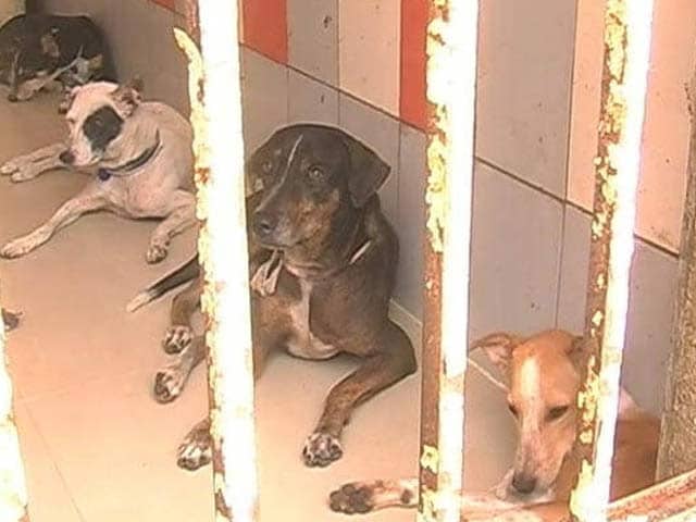 Video : Activists Allege Horrifying Dog Abuse Under Chennai Body's Watch