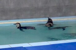 मुंबई : भायखला ज़ू लाई गईं 8 पेंग्विन, सामाजिक कार्यकर्ता कर रहे विरोध मुंबई : भायखला ज़ू लाई गईं 8 पेंग्विन, सामाजिक कार्यकर्ता कर रहे विरोध