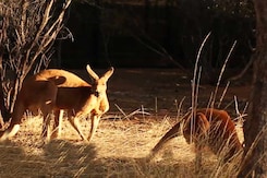 Discover Alice Springs, One Of Australia's Most Famous Outback Towns Discover Alice Springs, One Of Australia's Most Famous Outback Towns