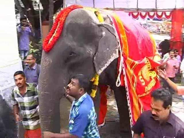 Video : In Kerala, An 86-Year-Old Elephant Caught In The Middle Of Traditions