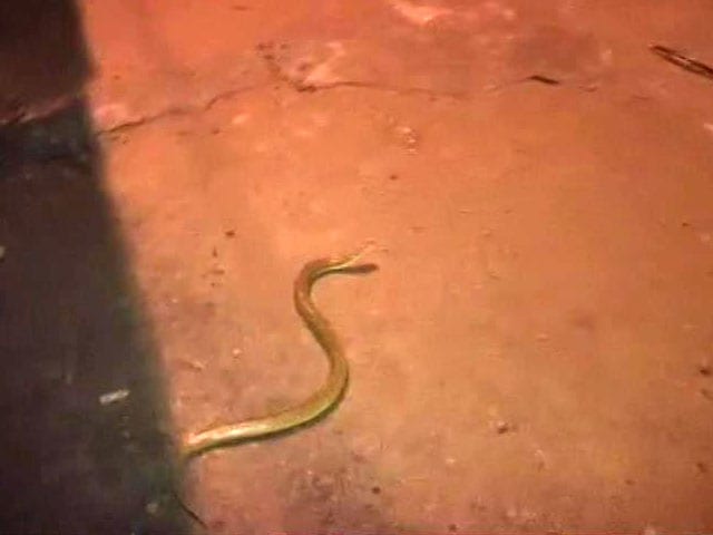 Video : Caught On Camera: Snake Slithers On Bengaluru Road After Massive Rain