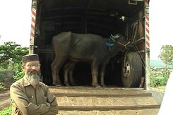 Exclusive: How Violent <i>Gau-Rakshaks</i> And Police Work In Tandem Exclusive: How Violent <i>Gau-Rakshaks</i> And Police Work In Tandem