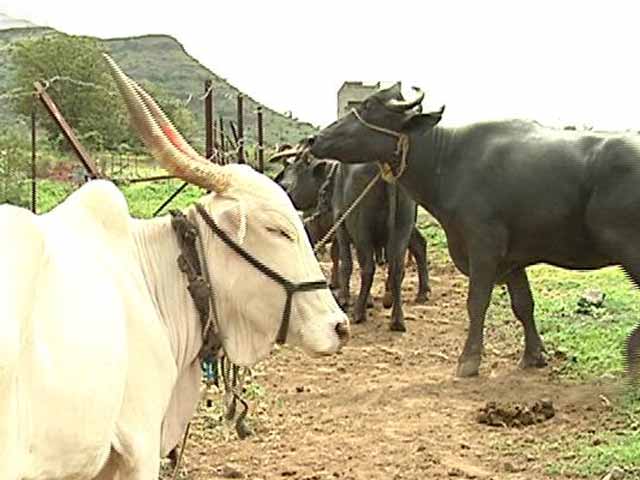 Video : How A Cattle Shelter Profits From <i>Gau-Rakshak</i> Violence