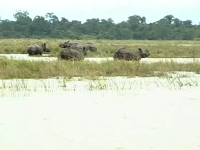 13 Rare Rhinos Drown At Kaziranga National Park In Assam