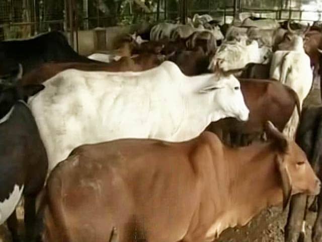 Video : Vigilantes Count Cows in Bengal, Mamata Banerjee Sounds Alarm