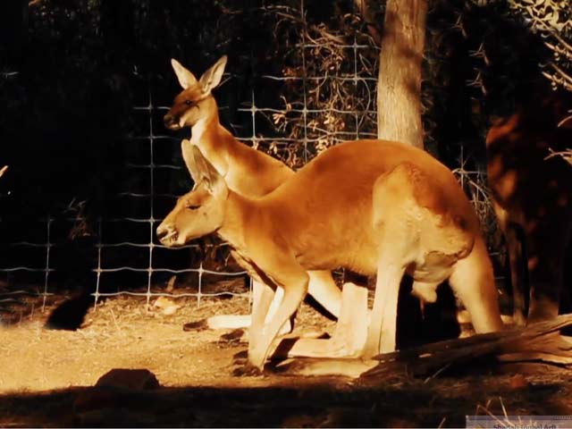 #GLAadventure's Unforgettable Road Trip: Top Things To Do In Coober Pedy And Alice Springs