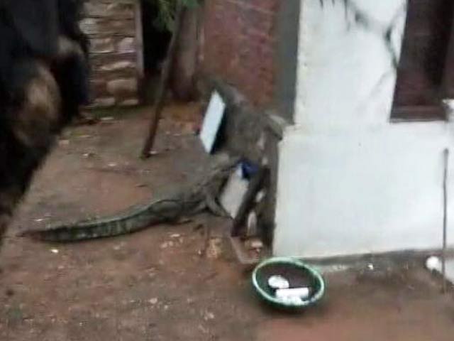 Madhya Pradesh Family Wakes to an Unfriendly Visitor - a Crocodile