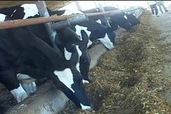 Increasing Cow Vigilantism Hits Punjab's Prized Dairy, Soap Units Increasing Cow Vigilantism Hits Punjab's Prized Dairy, Soap Units