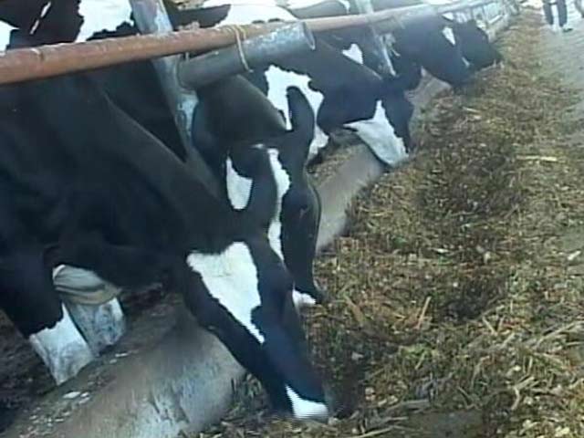 गौरक्षा के नाम पर गुंडागर्दी : लुधियाना में साबुन बनाने की फैक्ट्री पर हमला