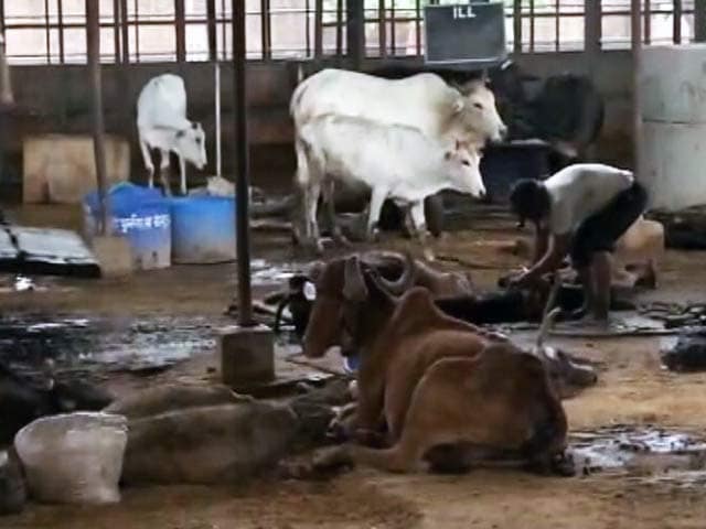 Video : राजस्थान : जयपुर के पास गायों की मौत पर हाईकोर्ट ने लिया संज्ञान