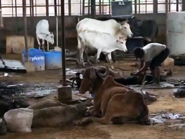 राजस्थान : जयपुर के पास गायों की मौत पर हाईकोर्ट ने लिया संज्ञान