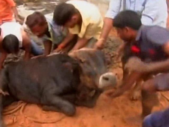Video : 500 Cows Starve To Death In Rajasthan Shelter, Their Hooves Stuck In Muck
