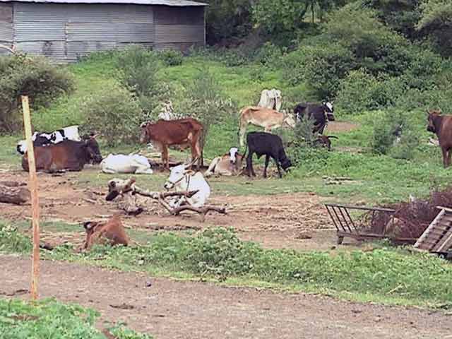 Videos : गाय के नाम पर : कब थमेगी सदियों से चली आ रही क्रूरता?